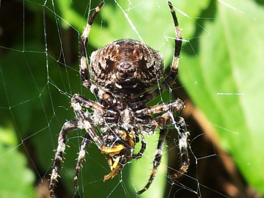 Corteggiamento dei ragni: Araneus angulatus